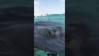 Swimming with stingrays 😱 travel [upl. by Michele]