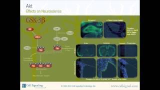 The Study of Akt  Section 3 of 3mp4 [upl. by Enneirda]