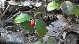 Foraging Edible Plants  Wintergreen  Wild Food [upl. by Viridi764]