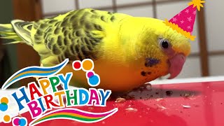 12歳になった長生きインコの誕生日会！ハッピーバースデイ【長生きゴディちゃん】 [upl. by Llewej]