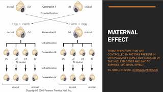 Maternal Effect  Maternal effect vs Cytoplasmic Inheritance  GATE IITJAM CSIR NET  GBSV [upl. by Zoie]