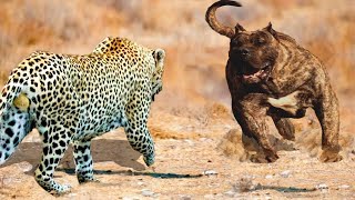 ¡Este leopardo se arrepintió de haber conocido a un perro Las batallas de animales más raras [upl. by Einahpats974]