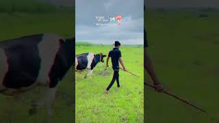 Dairy Farmer Attitude😎🔥 Abhay Pawale Dairy Farm👑🔝 foryou youtubeshorts dairyfarm shorts [upl. by Onabru]