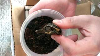 Unboxing 11 Western Hermanns Tortoises From Garden State Tortoise [upl. by Raasch]