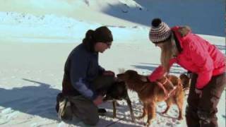 Mit den Schlittenhunden durch die adelbodner Winterlandschaft [upl. by Flight]