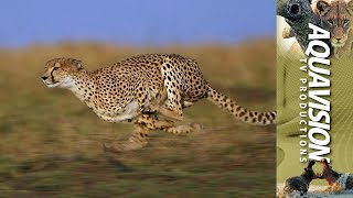 Epic Cheetah Chase HighSpeed Gazelle Takedown in East Africa 🏃🐆🦌 [upl. by Gaskill]