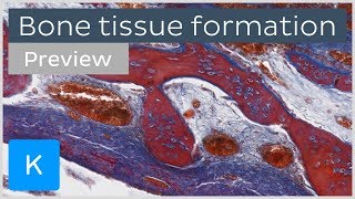 Bone tissue formation ossification and cells preview  Human Histology  Kenhub [upl. by Modesta]