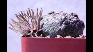 Pseudolithos cubiformis  Timelapse [upl. by Tillford]