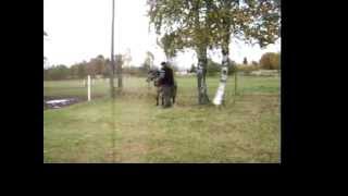 Gotland pony dressage driving [upl. by Uhsoj]