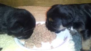 3 week old border terrier puppies [upl. by Petie]