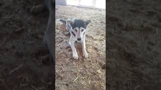 Video of adoptable pet named Lia [upl. by Jacobina]