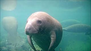 Cute manatee portrait from Homosassa [upl. by Keppel]