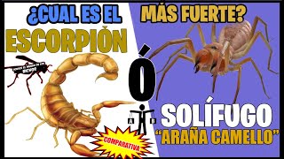 ¿CUÁL ES EL MÁS FUERTE ARAÑA CAMELLO O ESCORPIÓN [upl. by Nylidam]