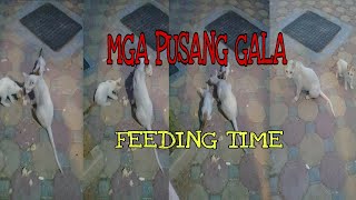 PUSANG GALA Feeding Time [upl. by Yreva527]