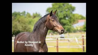 Hylanderhof’s Naviva 3yo mare by Nixon x Diamant in foal to Ermitage Kalone [upl. by Tonry]