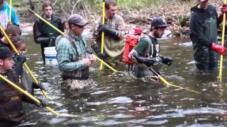 SUNY Cobleskill Electrofishing [upl. by Gerrald667]