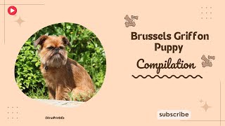 Brussels Griffon Puppy Compilation pet [upl. by Jabon359]