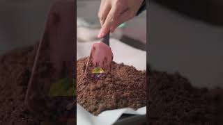 How to make Chocolate Soil shorts recipe [upl. by Etnuahs]