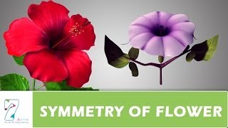 SYMMETRY OF FLOWER [upl. by Jobina]