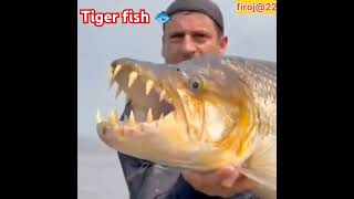 Tiger fish🐟 tigerfish viralvideo firoj22 viralreels fishvideo sharks [upl. by Wilfred288]