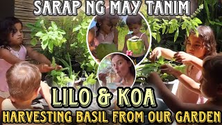 Andi pinagharvest ng fresh basil si Lilo at Koa sa bakuran sariling tanim nila organic amp fresh [upl. by Aivitnahs]