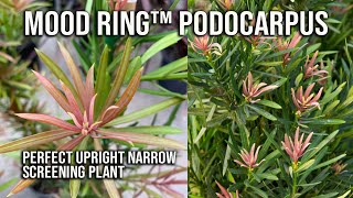 🌲Mood Ring™ Podocarpus  Easy Narrow Screening Plant [upl. by Aeriela]