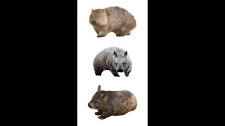 Types Of Wombats  3 Species Of Wombat wombats marsupials [upl. by Dove]