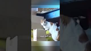 Cat burglars club shortvideo shorts animals healing funny [upl. by Atse]