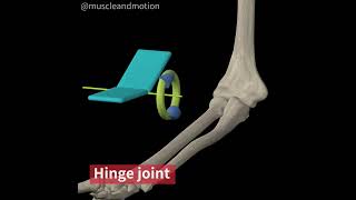 TYPES OF SYNOVIAL JOINTS THE HINGE [upl. by Nnomae925]