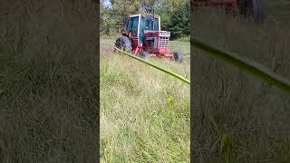 Late 1970s IH 1586 Tractor mows hay with Disc Mower Cow Feed [upl. by Teena75]