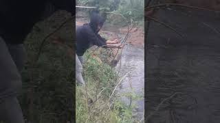 memang sepot ini di huni ikan golsom apittp5m [upl. by Devad]