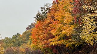 Vivid FALL Foliage Trip to HELEN GA  Chattahoochee amp Nantahala National Forest on November 4 2021 [upl. by Gilead]