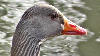 Greylag Goose  Geese at Tehidy Woods  Graylag in the USA [upl. by Hulbig149]