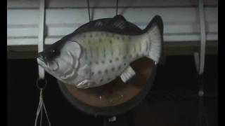 unhappy singing fish very funny must watch [upl. by Ayikaz600]