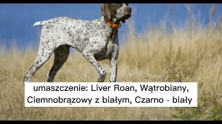 wyżeł niemiecki krótkowłosy 🐕 opis rasy [upl. by Roarke485]