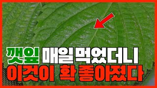 깻잎을 매일 먹으면 이것이 몰라보게 좋아집니다 깻잎 효능 [upl. by Cherish739]