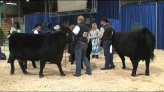 Western Canadian Agribition Angus Show [upl. by Daiz]