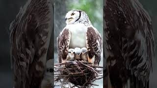 Protective Owl Shields Babies from Intense Snowstorm owl snow mother trending [upl. by Pennie]