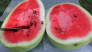 5 Tips to Help You Harvest A Ripe Watermelon From Your Garden EVERY TIME [upl. by Ahsead]