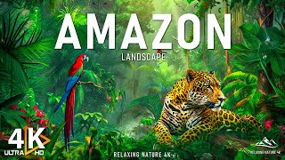 Amazon 4K  The World’s Largest Tropical Rainforest  Amazon Rainforest  Relaxation Film [upl. by Ferdinana]