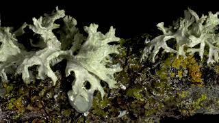 Lichen timelapse video in studio [upl. by Hedaza615]