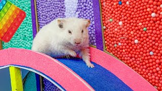 😱 Hamster Escape Maze  Hamster Cute pets Maze hamsterescape mazediytraps hamsterescape 206 [upl. by Korns387]