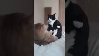 Catscat cute funny catshorts catlover kittens pets [upl. by Kirit678]