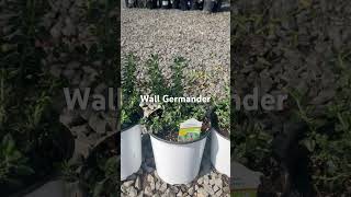 Wall Germander perennial native herb [upl. by Alita718]