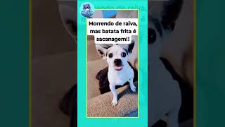 Cachorro Fã de Batata Frita  Você Não Vai Acreditar na Reação [upl. by Fawcett423]