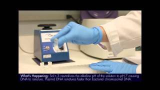 Plasmid Mini Prep Protocol [upl. by Sessler586]