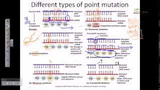 Genetic mutation DNA mutation point mutation [upl. by Ramso]