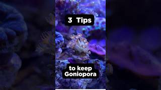 3 Tips on how to keep Goniopora corals [upl. by Nelan]