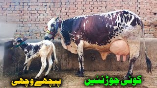 Cholistani cross cow 🐄 03124578623In Punjab Pakistan on YouTubeDate 15724 [upl. by Nedmac]