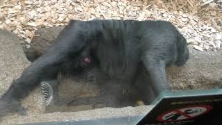 クロザルの『浅葱』 円山動物園 2018年2月12日 [upl. by Rey]